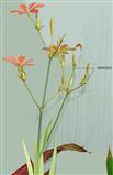Iris domestica